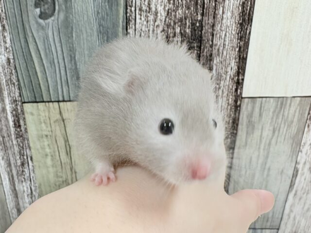 綺麗な全身グレー👟💭🩶セーブルハムスター‼️(女の子)