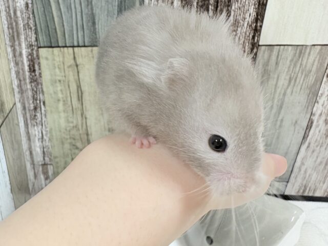 ゴールデンハムスター