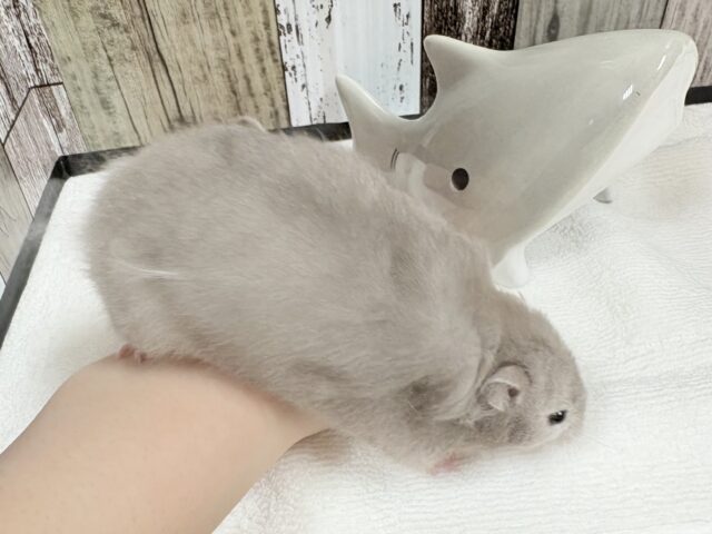 ゴールデンハムスター