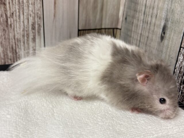 ゴールデンハムスター