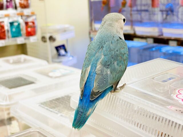 コザクラインコ（小桜インコ）