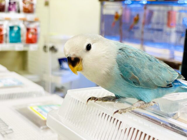 コザクラインコ（小桜インコ）