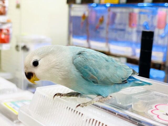 コザクラインコ（小桜インコ）
