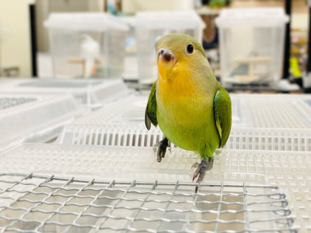 コザクラインコ（小桜インコ）