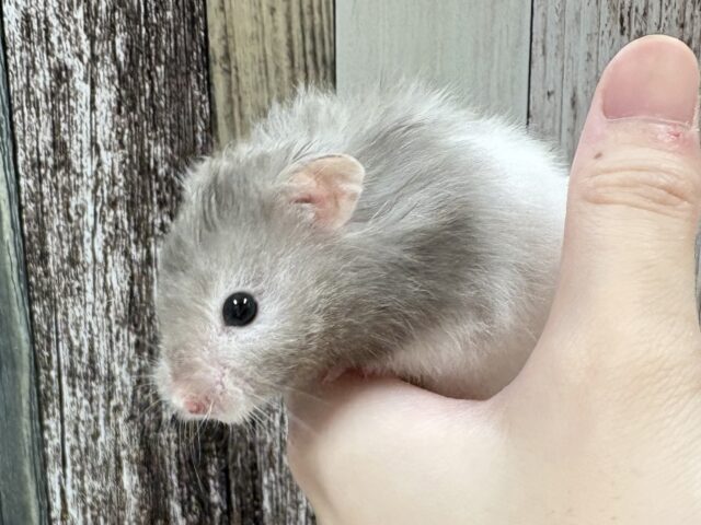 ゴールデンハムスター