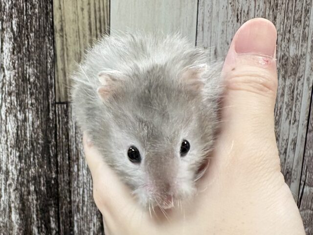 ゴールデンハムスター