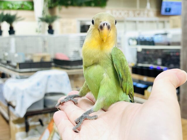 コザクラインコ（小桜インコ）