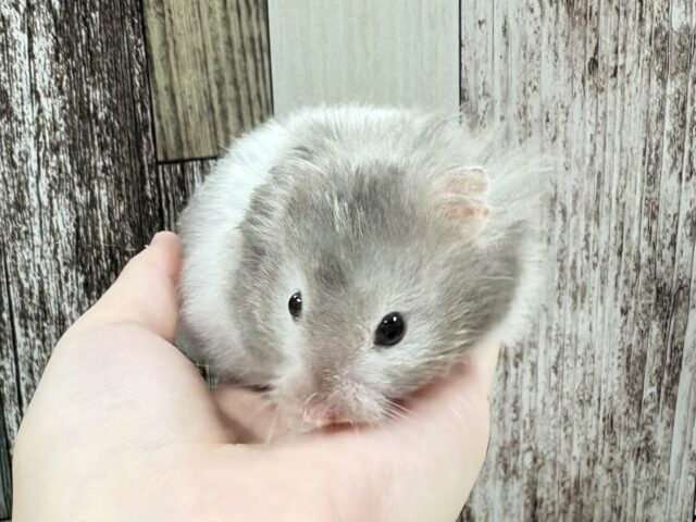 ゴールデンハムスター