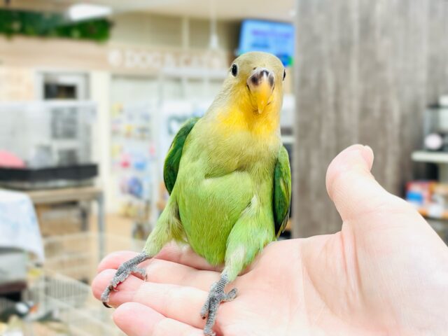 コザクラインコ（小桜インコ）