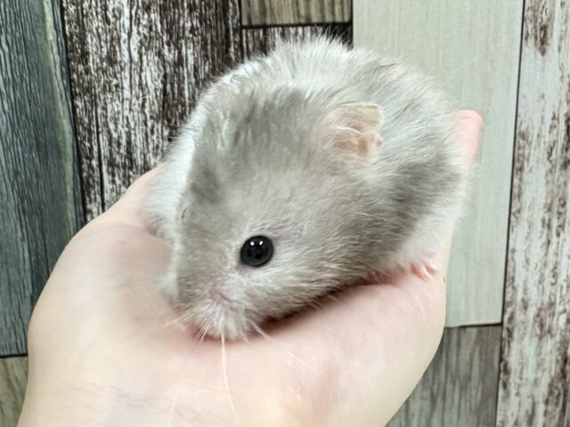 白い腹巻してるのさっ❣️セーブルハムスター(男の子)