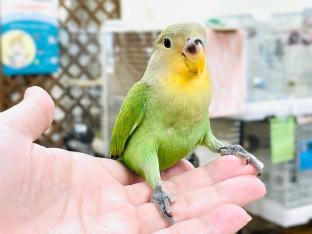 コザクラインコ（小桜インコ）