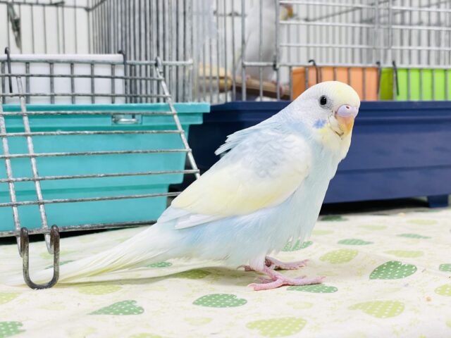 セキセイインコ