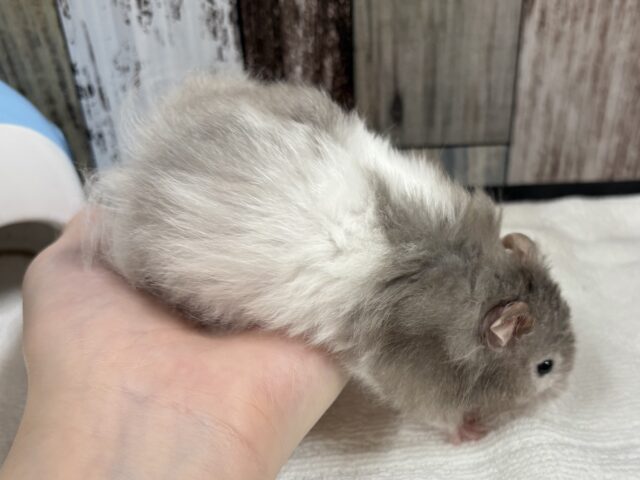 ゴールデンハムスター