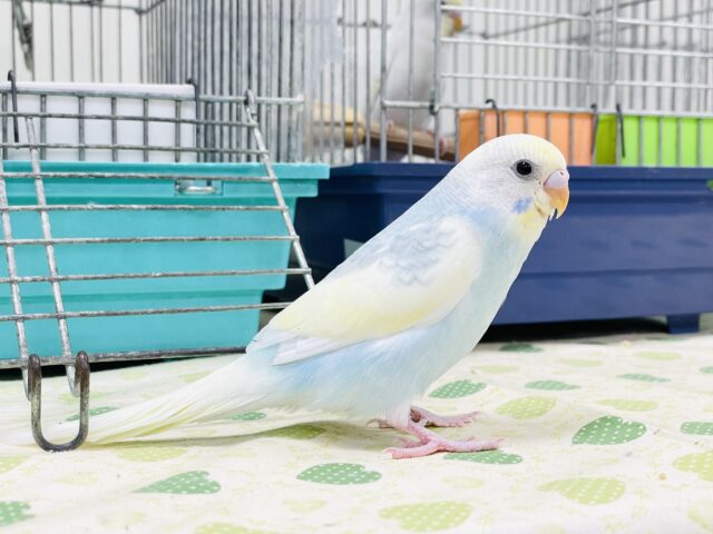 セキセイインコ