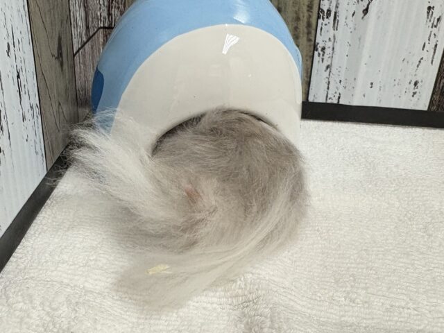 ゴールデンハムスター