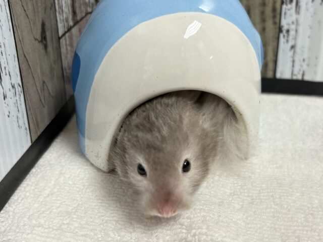 ゴールデンハムスター