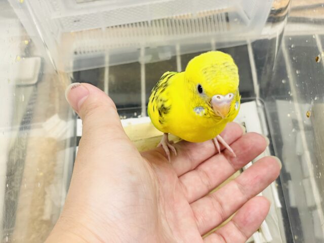 セキセイインコ