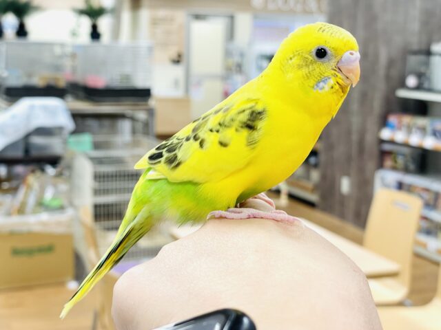 セキセイインコ