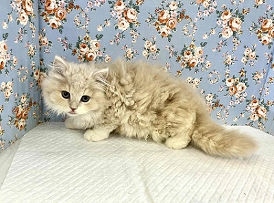 スコティッシュフォールド