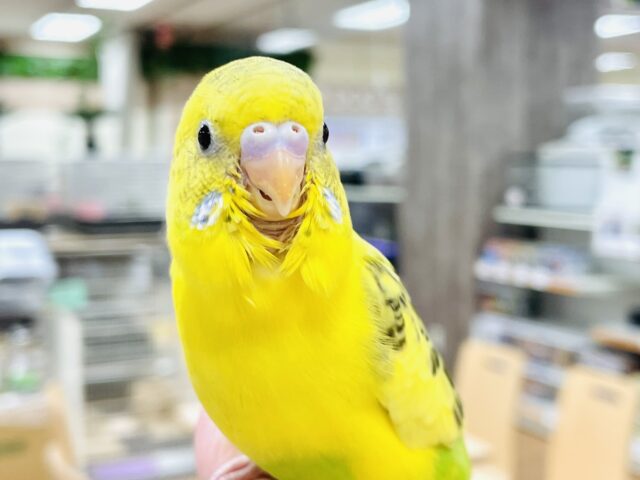 セキセイインコ
