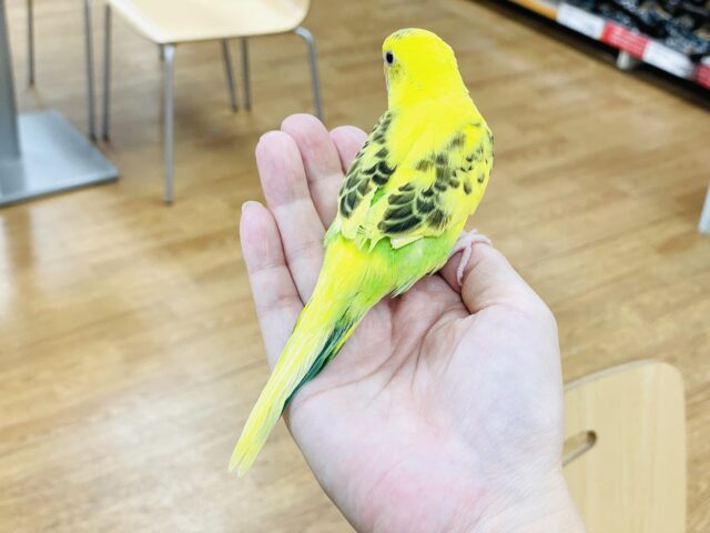 セキセイインコ