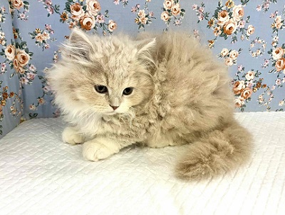 スコティッシュフォールド