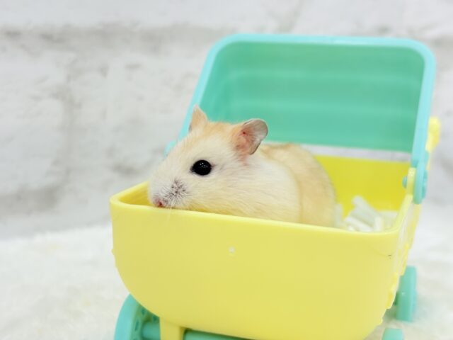 ドワーフハムスターの1種