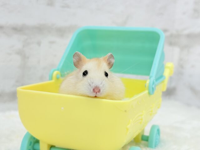 ドワーフハムスターの1種