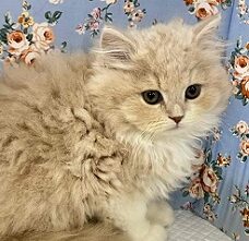 ホスト界のNo,１⁉　ゴージャスな雰囲気のスコティッシュ入舎!!