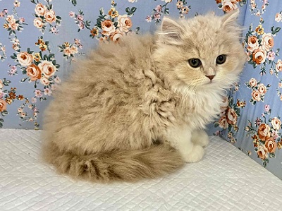 スコティッシュフォールド