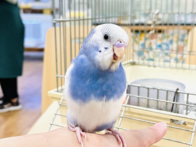 セキセイインコ