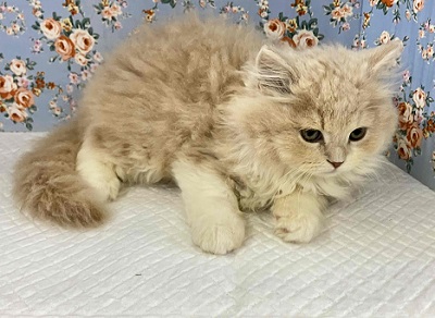 スコティッシュフォールド