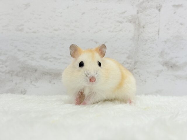 ドワーフハムスターの1種