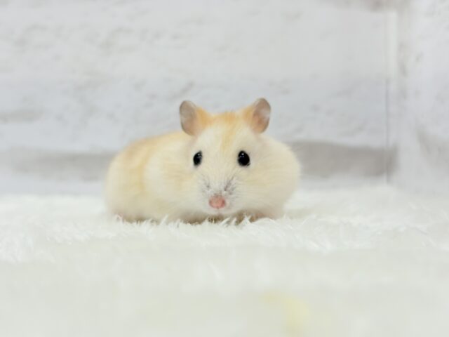 ドワーフハムスターの1種