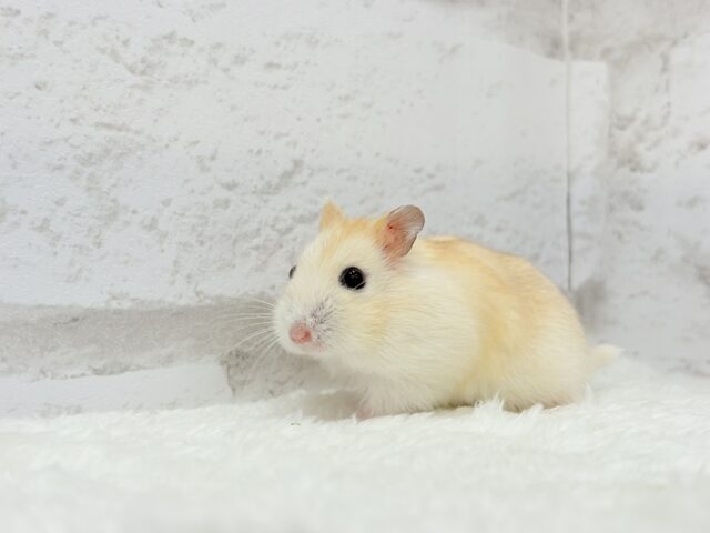 ドワーフハムスターの1種