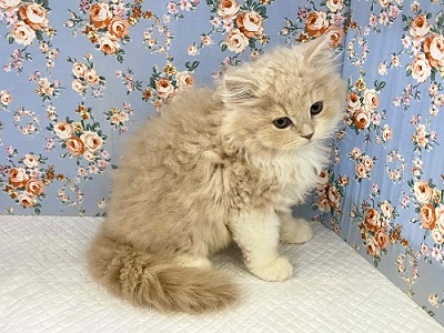 スコティッシュフォールド