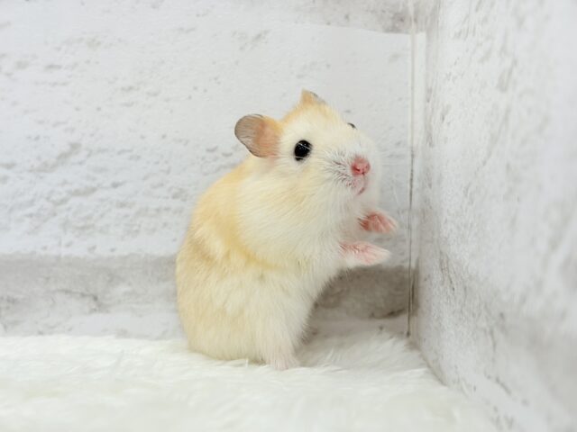 ドワーフハムスターの1種