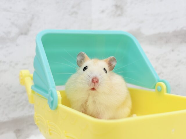 ドワーフハムスターの1種