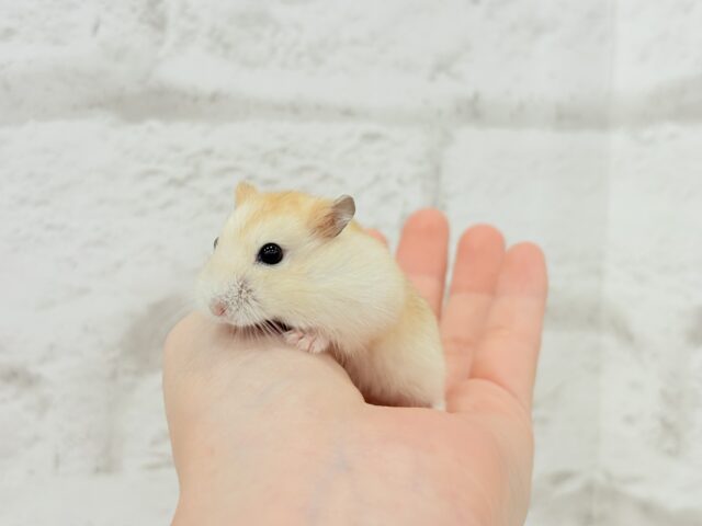 ドワーフハムスターの1種