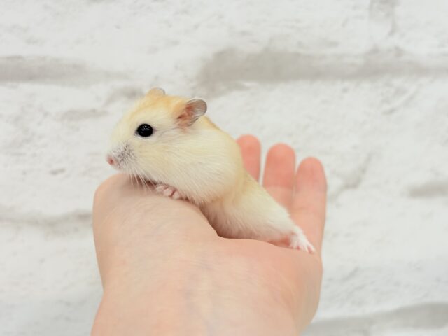 ドワーフハムスターの1種