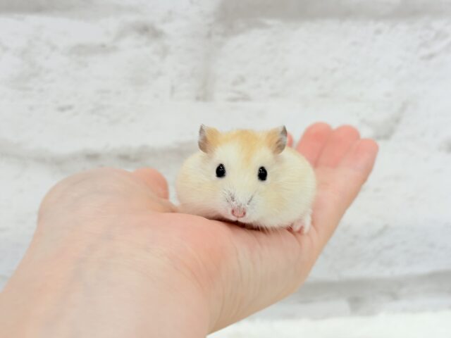 ドワーフハムスターの1種