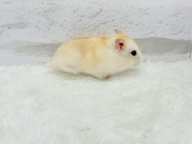 ドワーフハムスターの1種