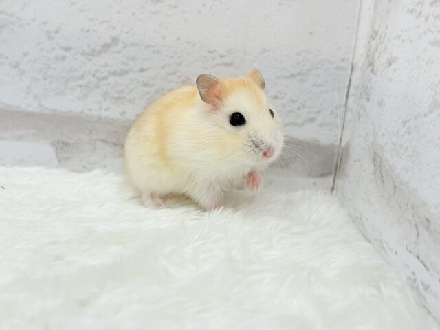 ドワーフハムスターの1種
