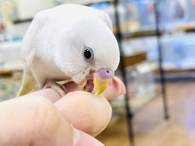 セキセイインコ