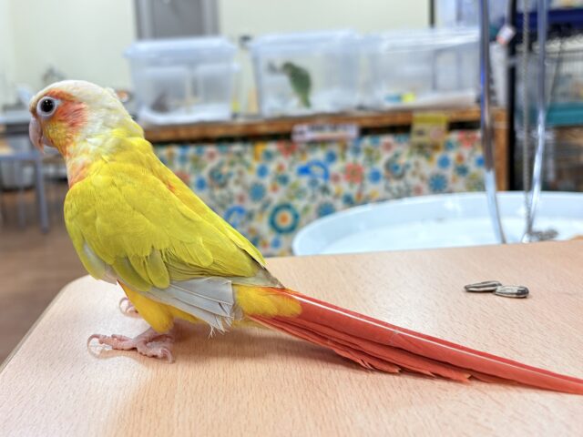 ホオミドリウロコインコ