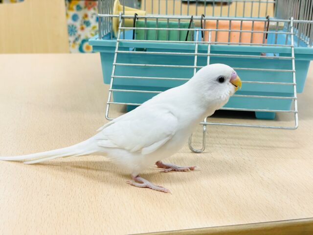 セキセイインコ