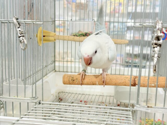 オキナインコ