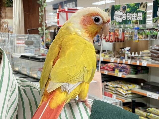 ホオミドリウロコインコ