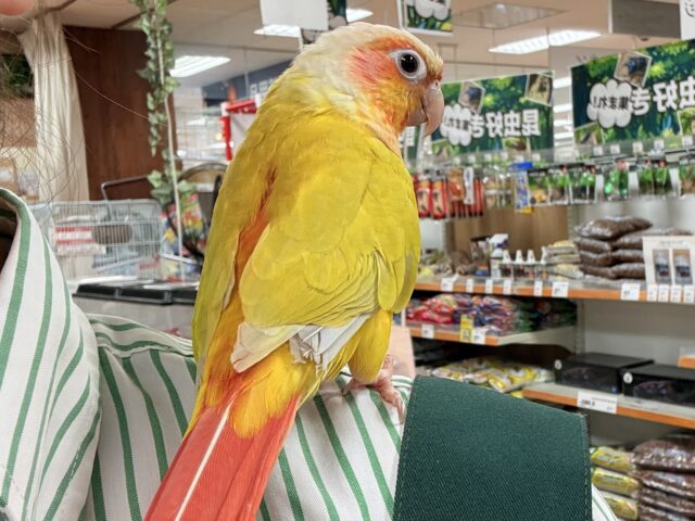 ホオミドリウロコインコ