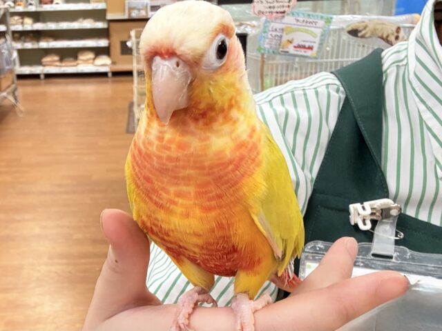 ホオミドリウロコインコ